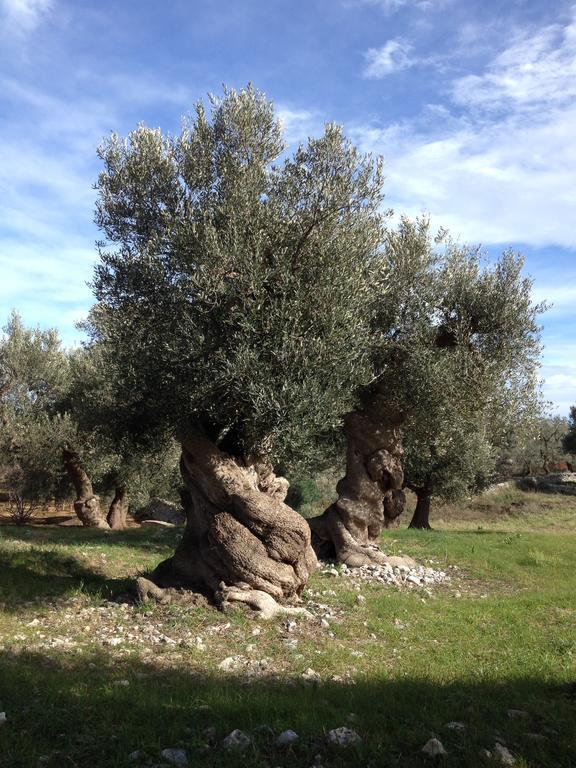 Masseria Purgatorio Fasano Dış mekan fotoğraf